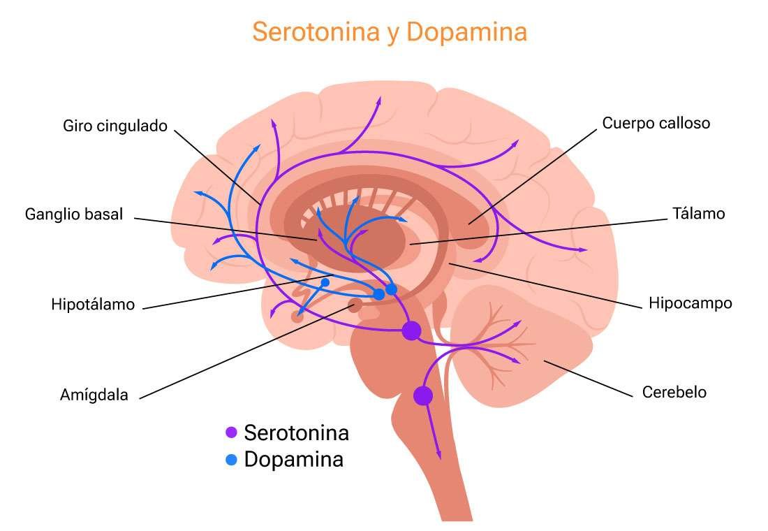 blog marta basso nutricion serotonina y dopamina 03