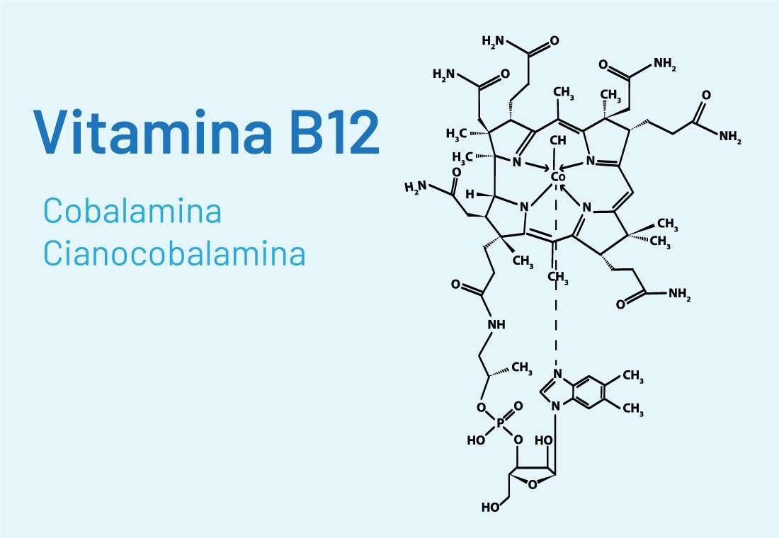 La vitamina B12 y sus funciones.