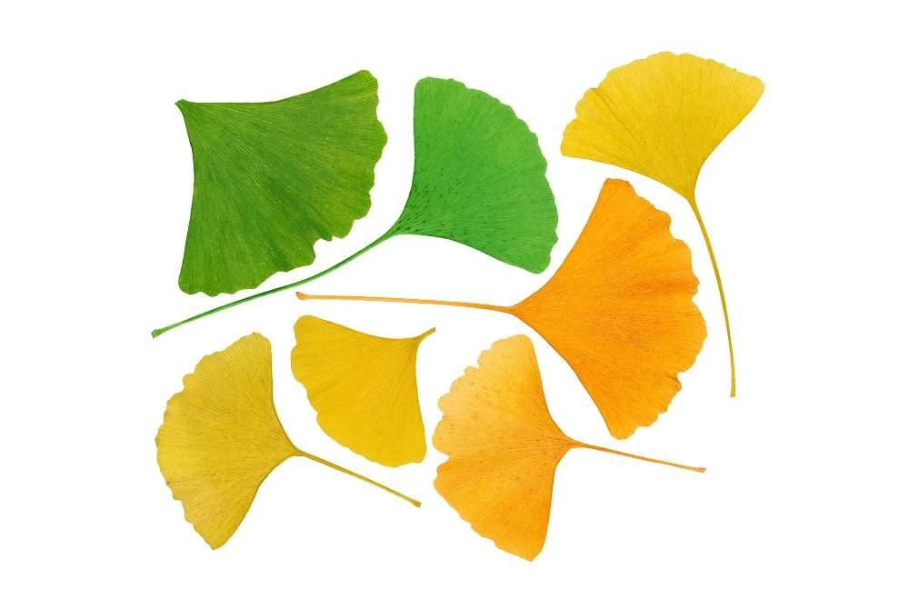 Ginkgo biloba sus 3 principales beneficios para la salud. Ginkgo biloba, conoce los beneficios que esta planta tiene para el cuerpo humano.