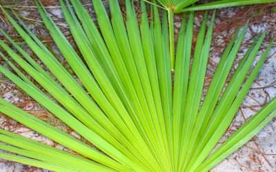 Saw Palmetto una planta para la salud masculina