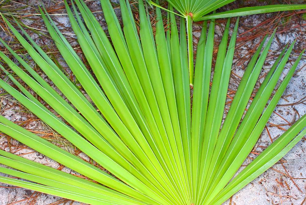 Saw Palmetto una planta para la salud masculina