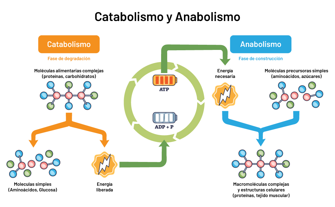 Nutrición en menopausia
